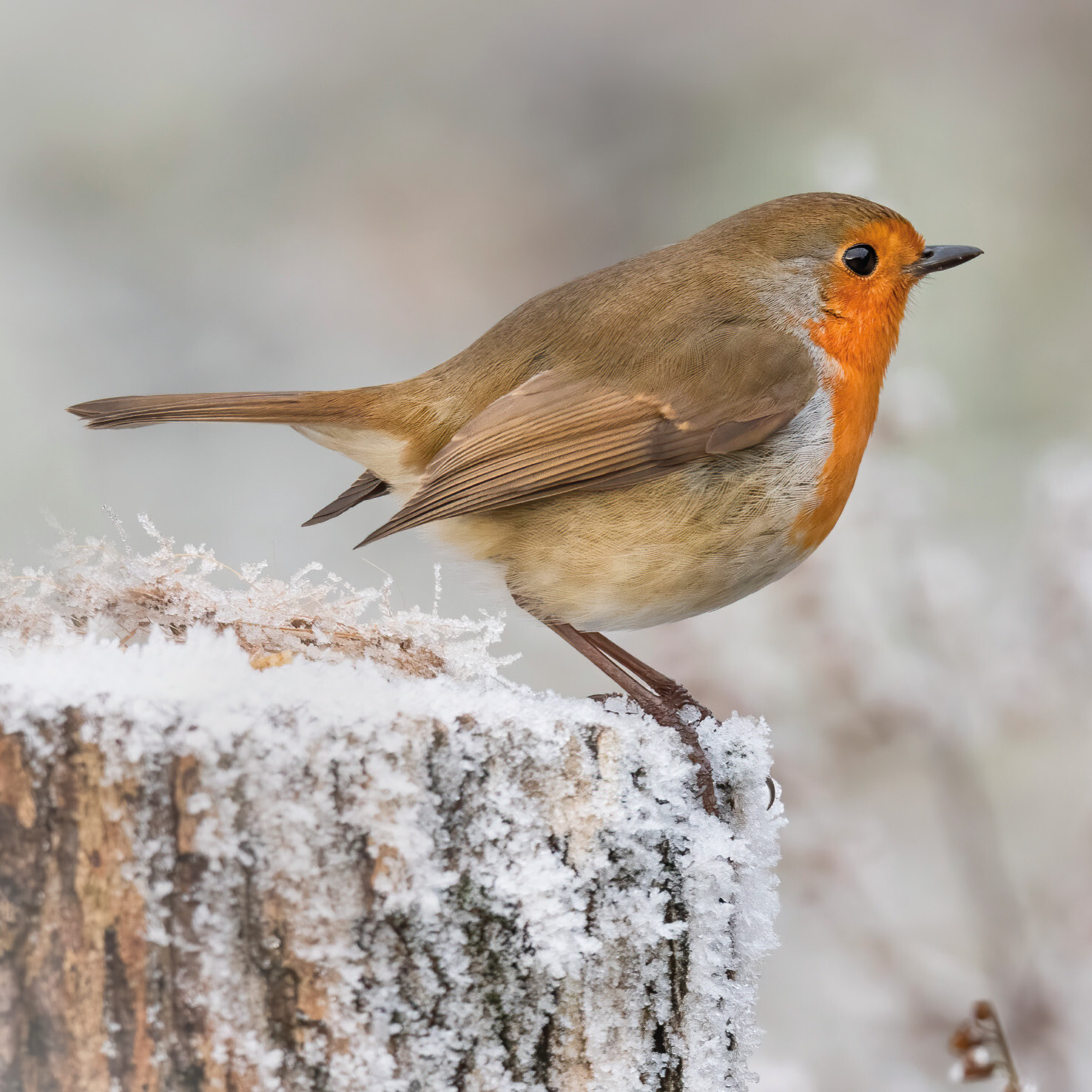 Robin Stumped