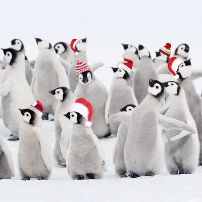 Penguin Party