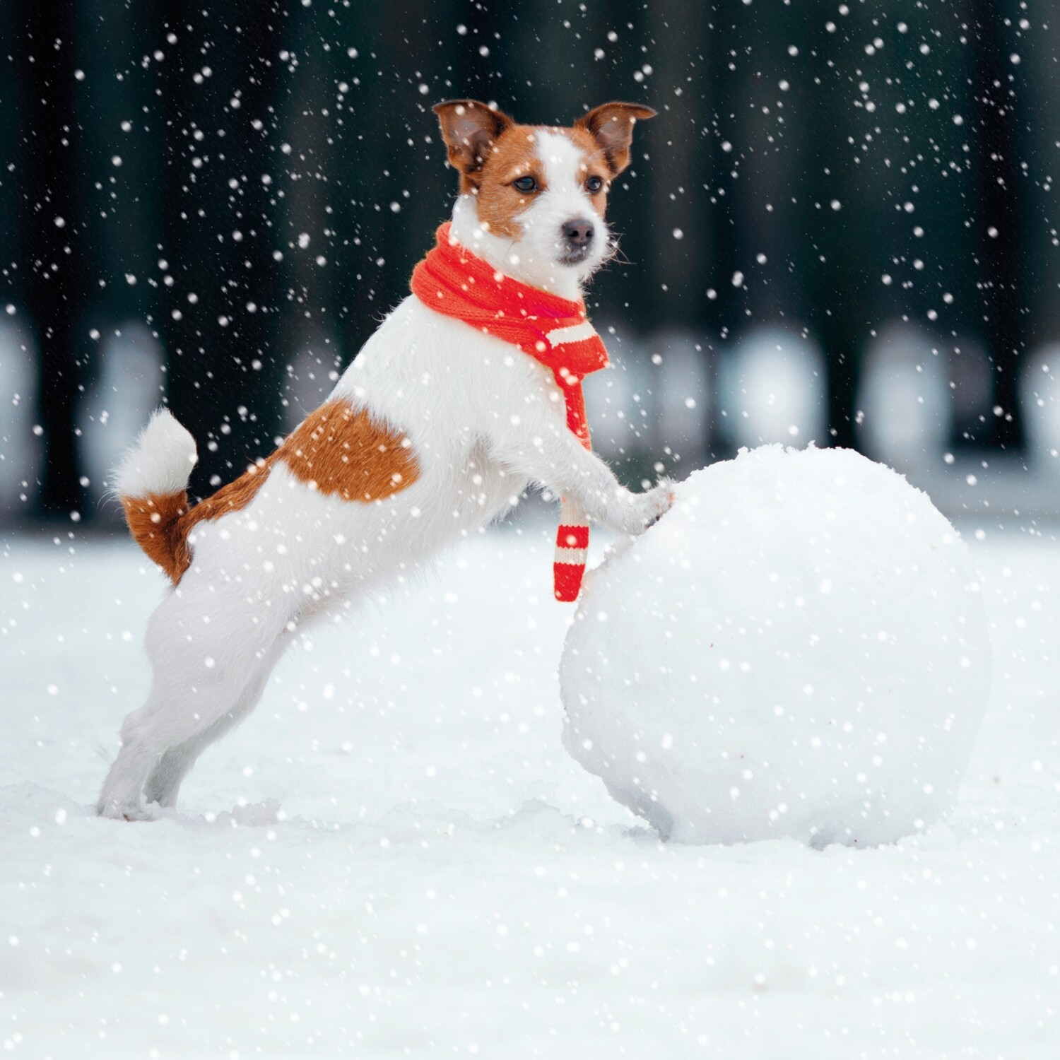Terrier Rolling
