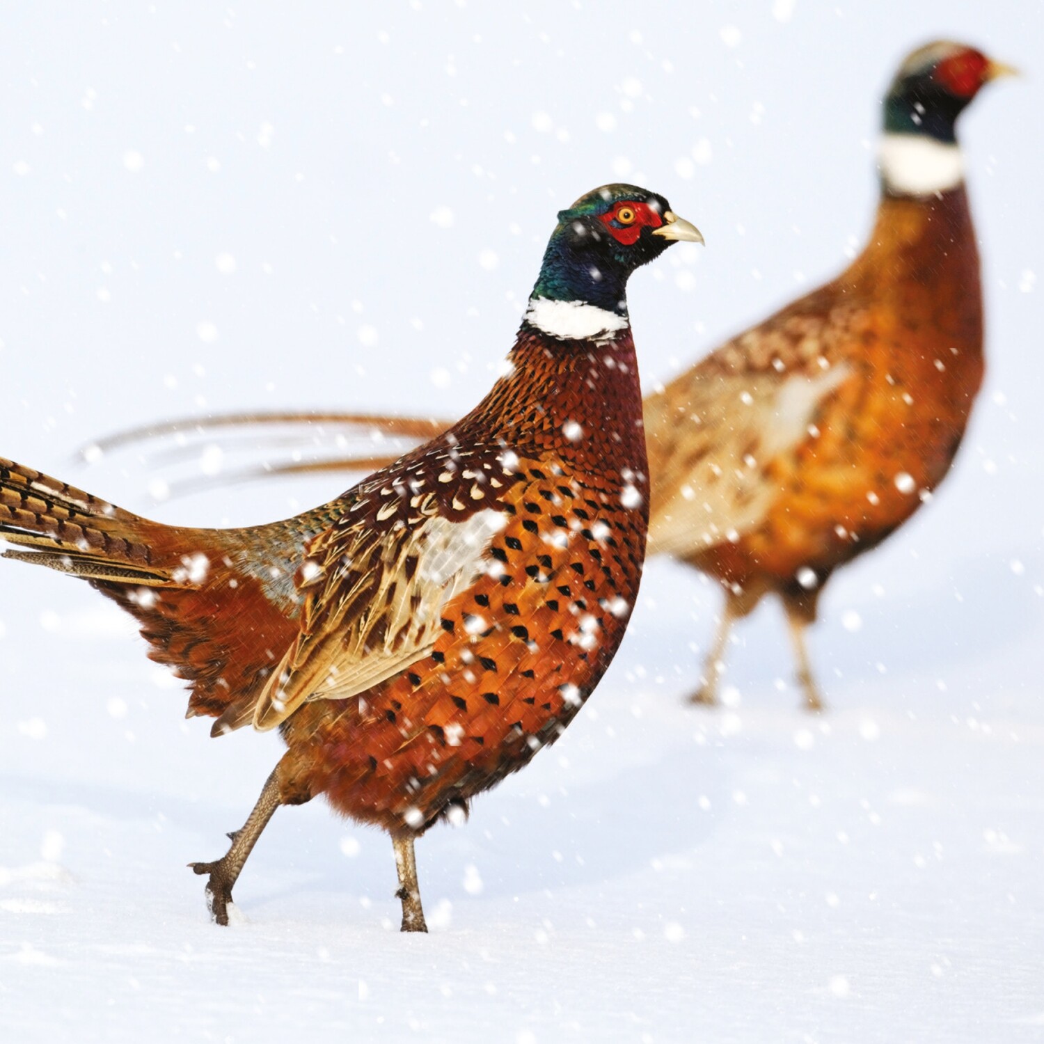 A Pheasant Couple