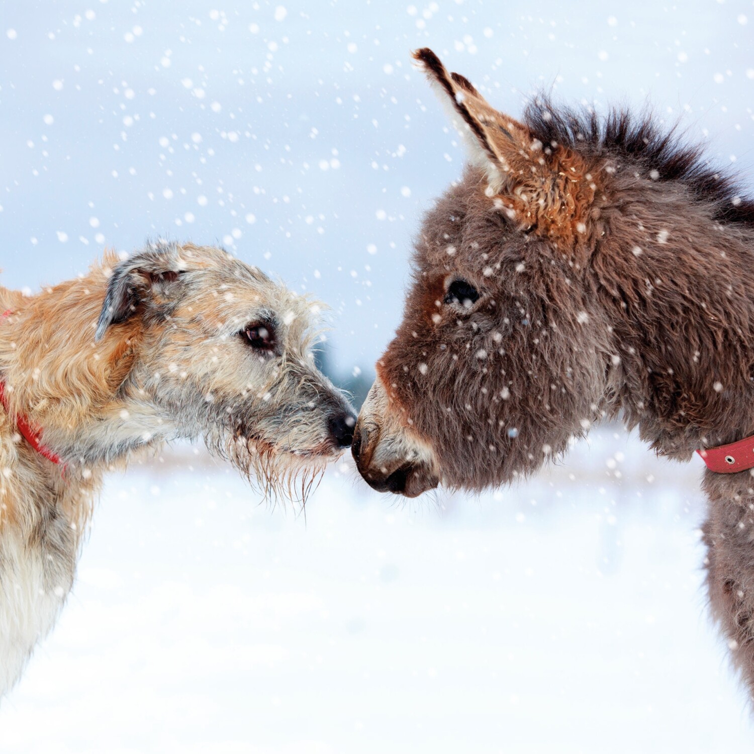 Best Buddies