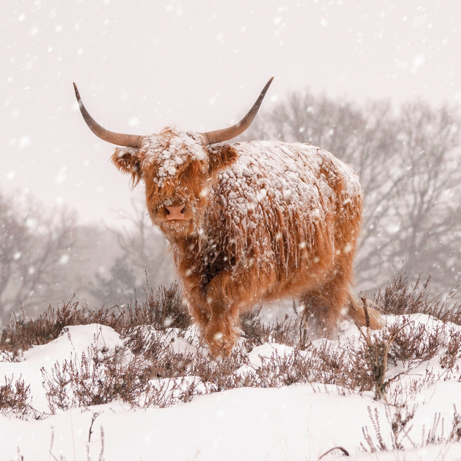 Scottish Cow
