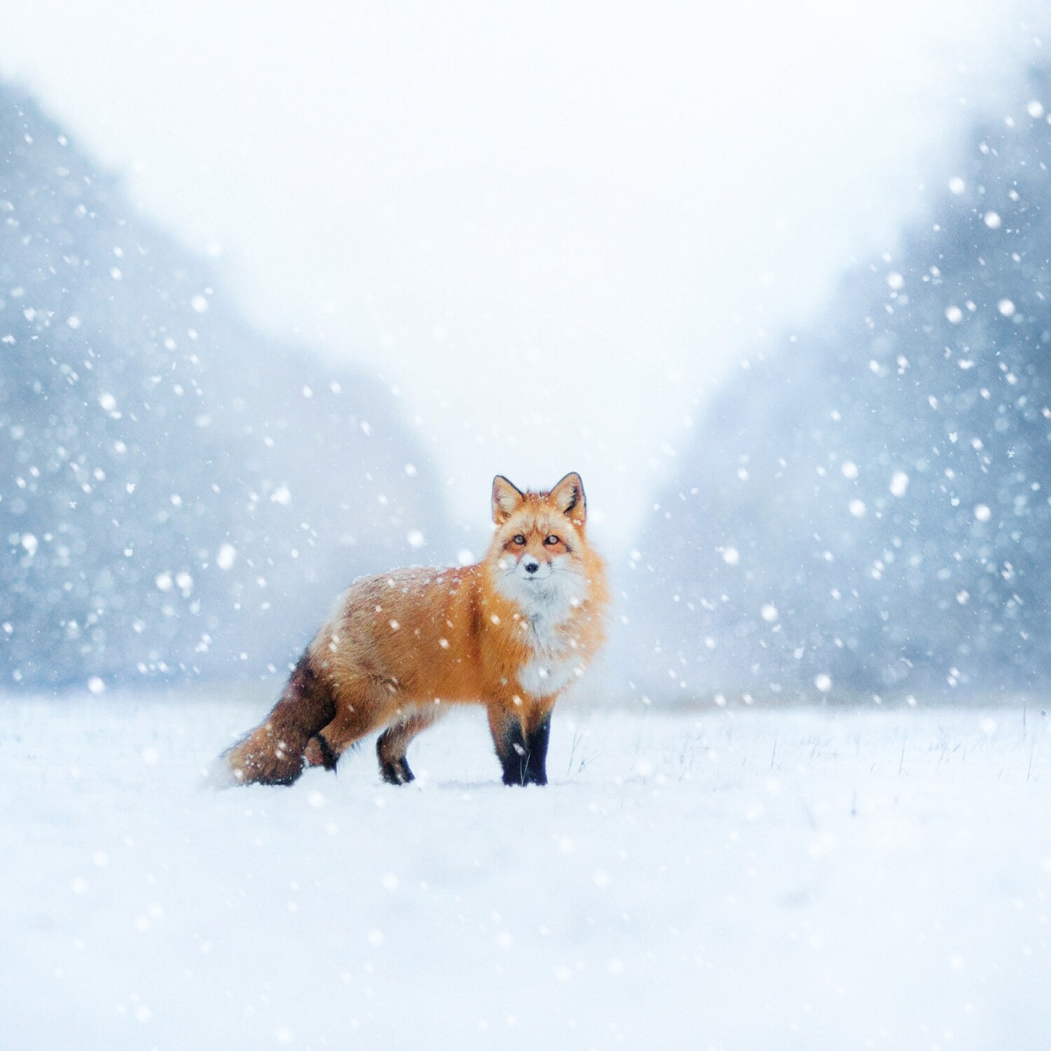 Lonesome Fox