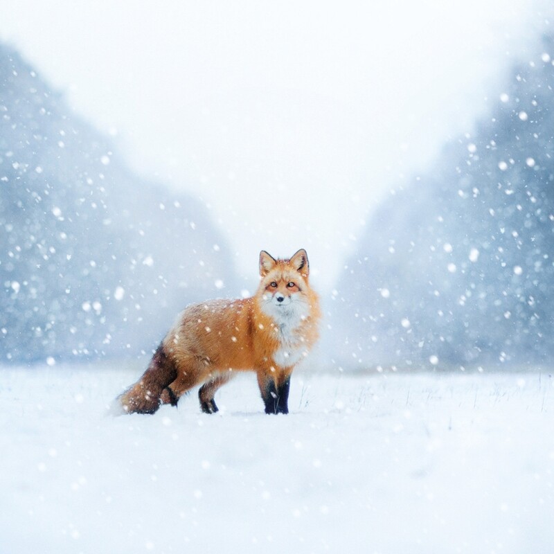 Lonesome Fox