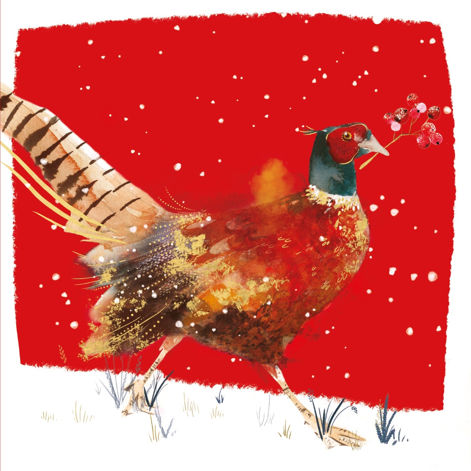 Red Pheasant