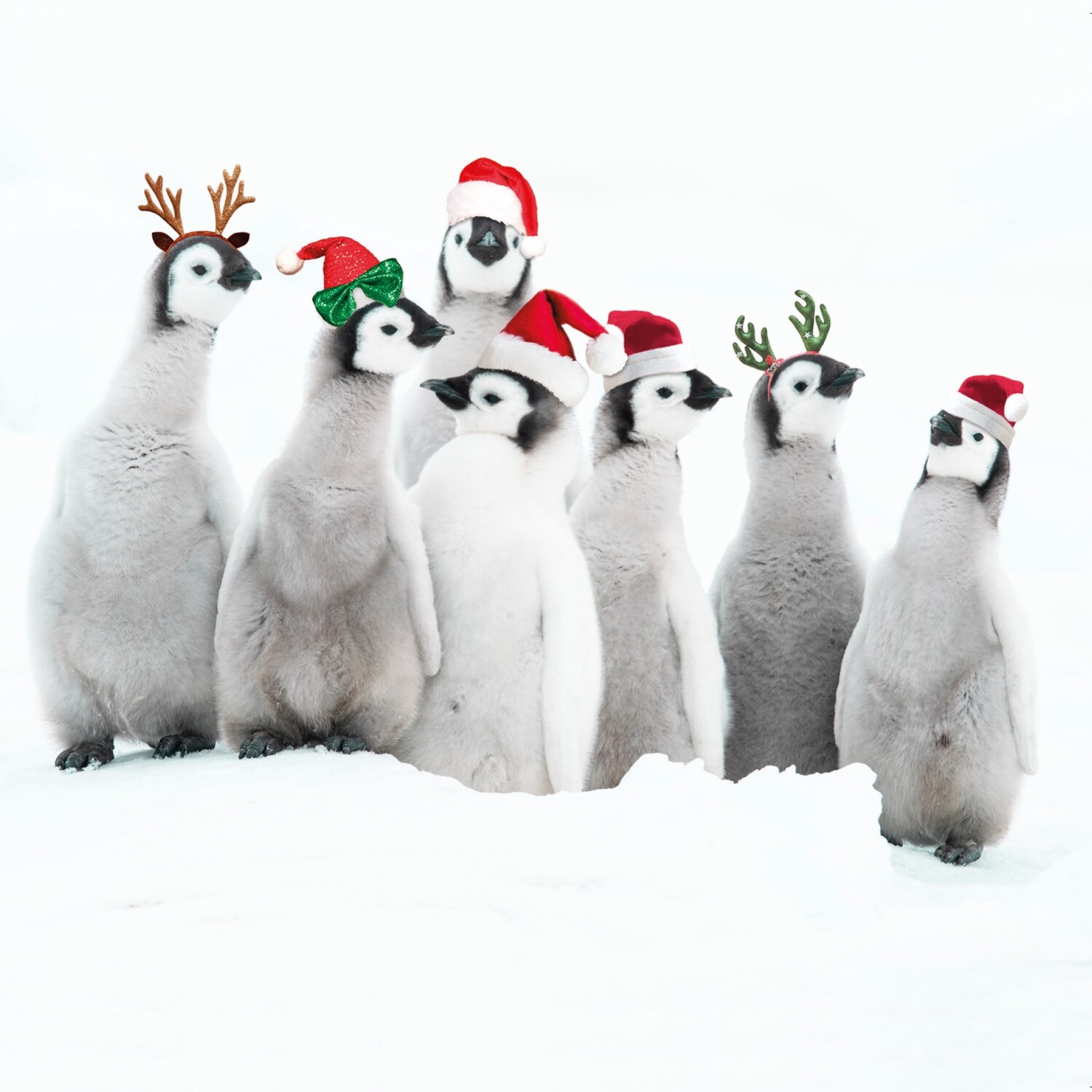 Christmas Penguins