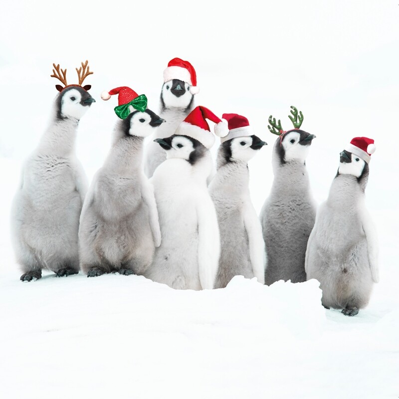 Christmas Penguins