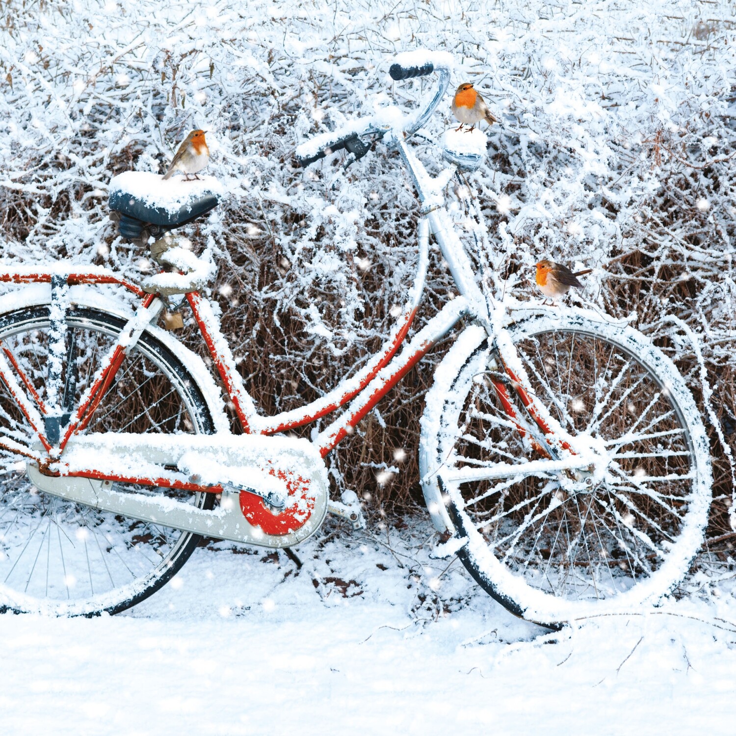 Cycle Perch