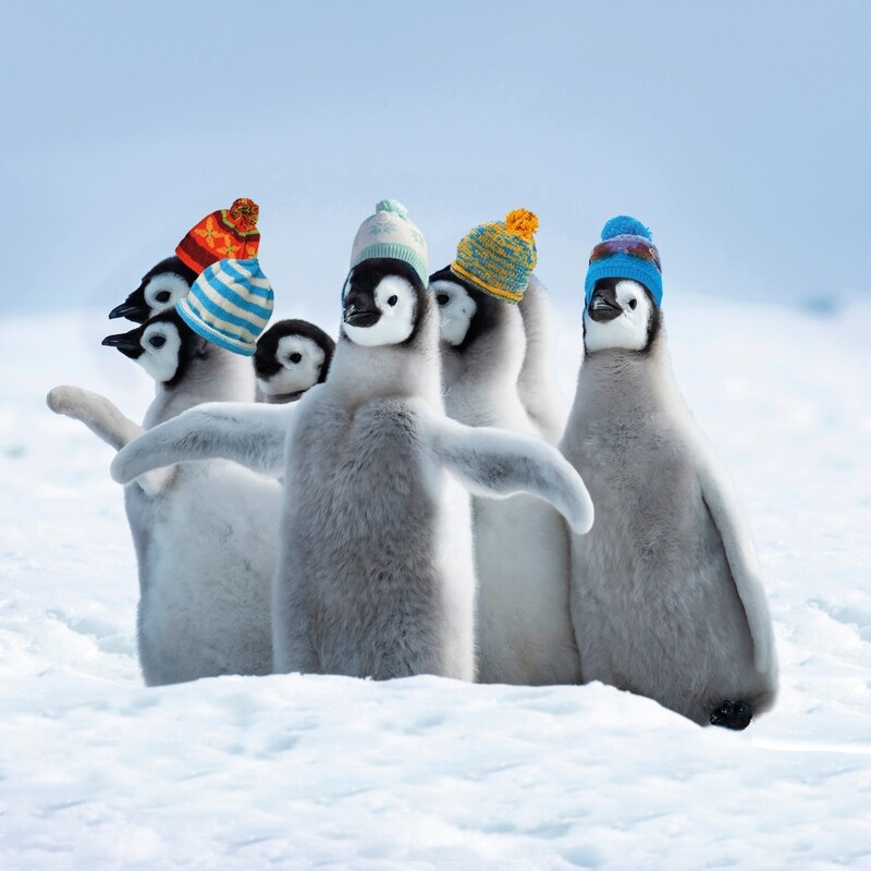 Penguin Bobbles