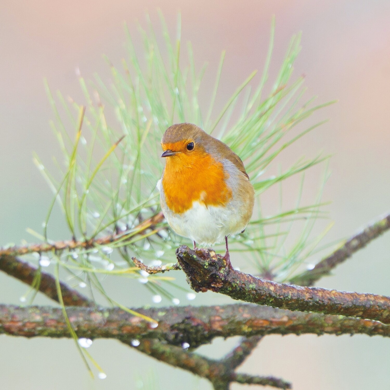 Robin Pines