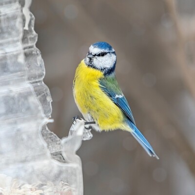 Bluetit