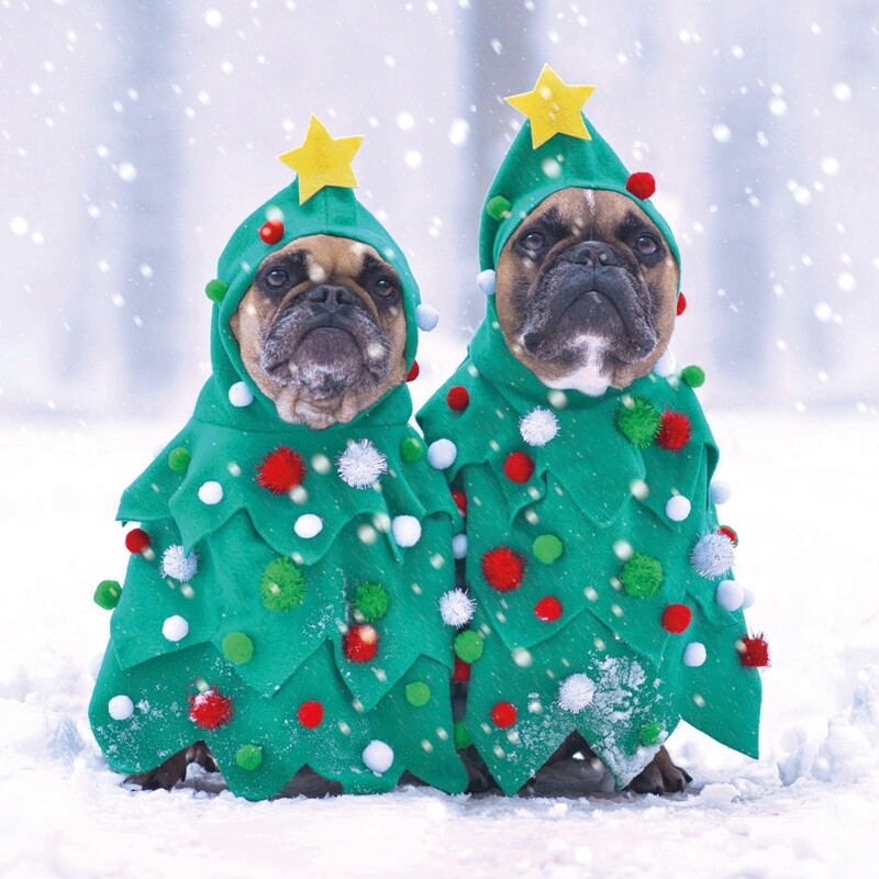 Pug Elfs