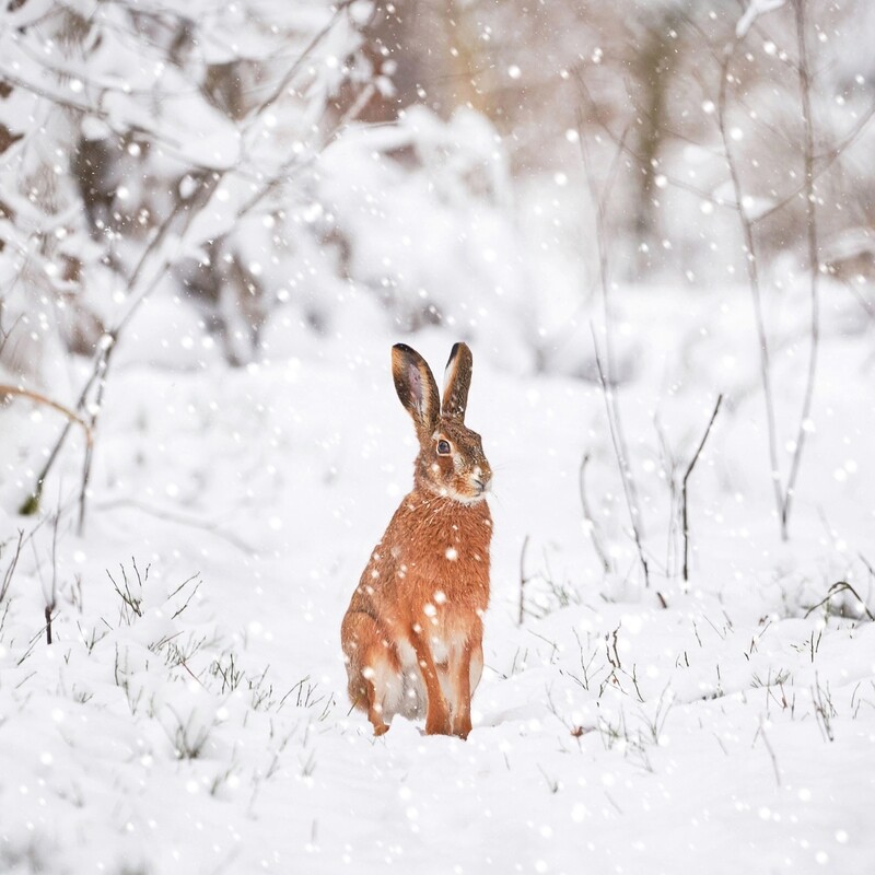 Hare Today