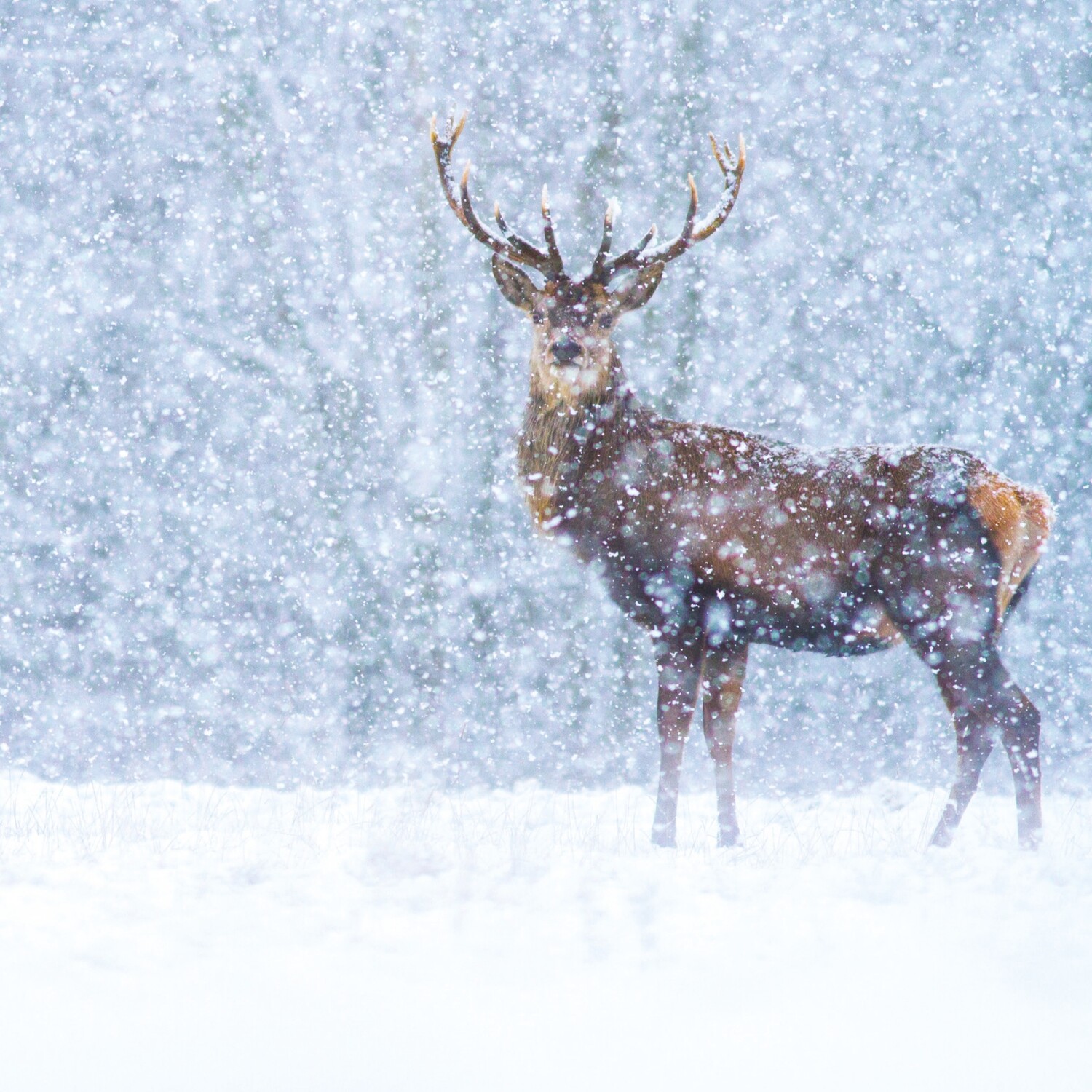 Blizzard Stag