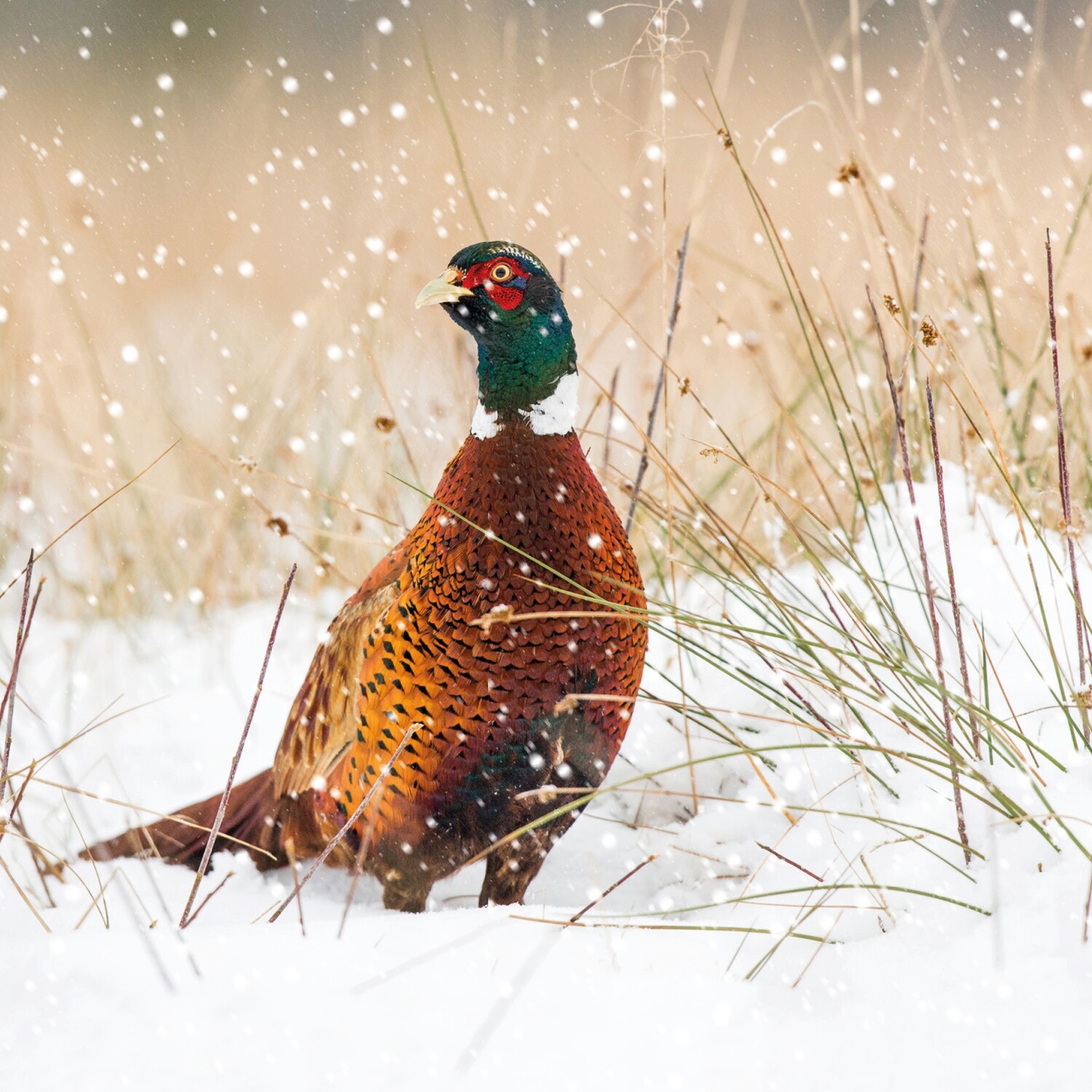 Pheasant Pasture
