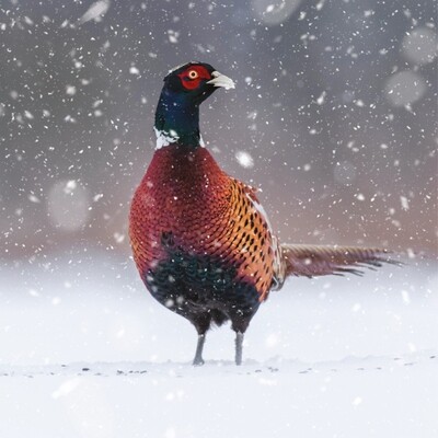 Plucky Pheasant