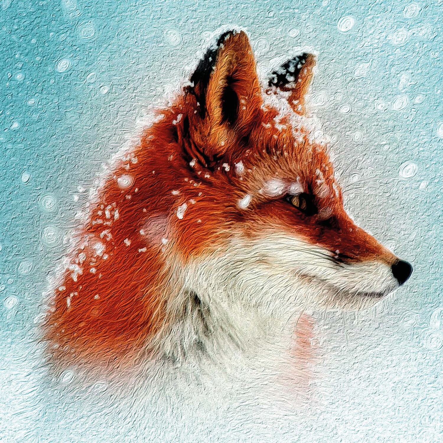 Red Fox