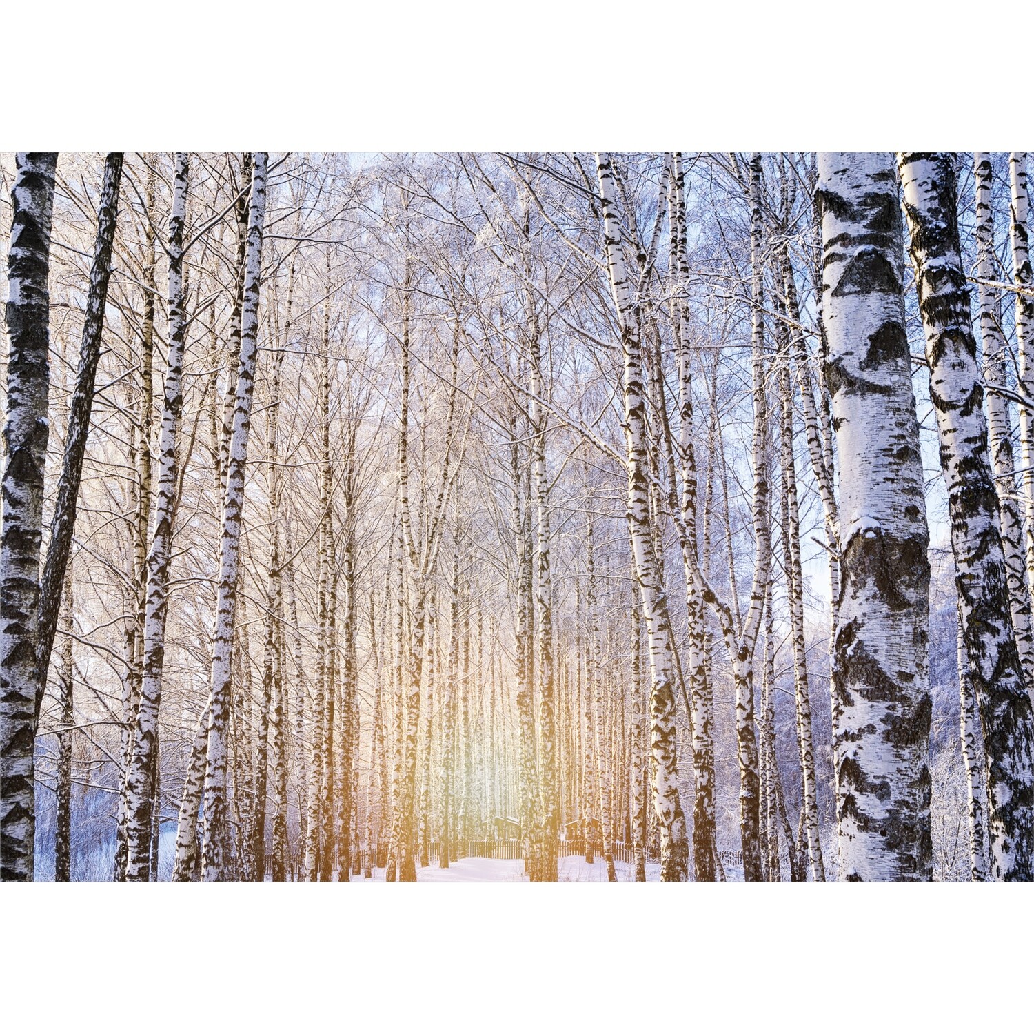 Sunlit Trees