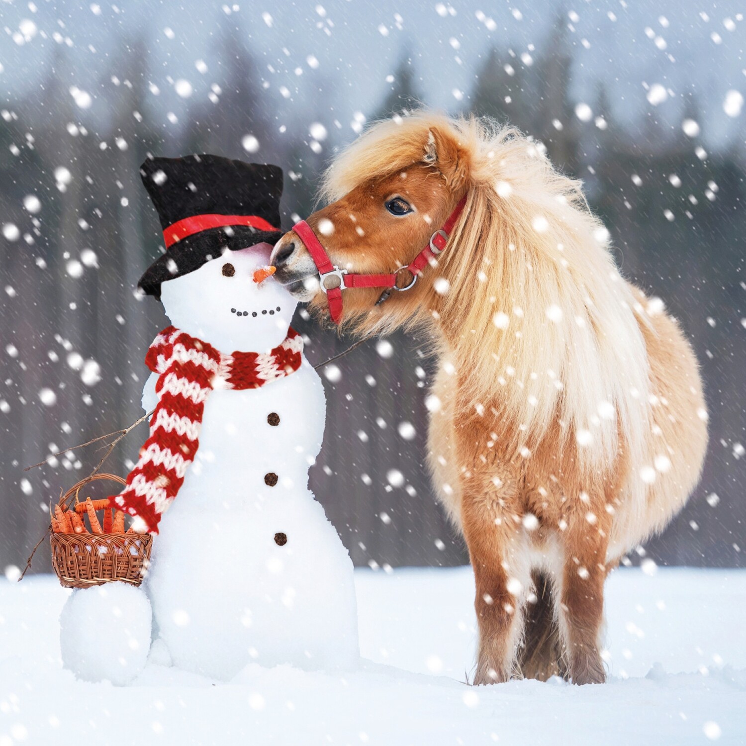 Pony Treat