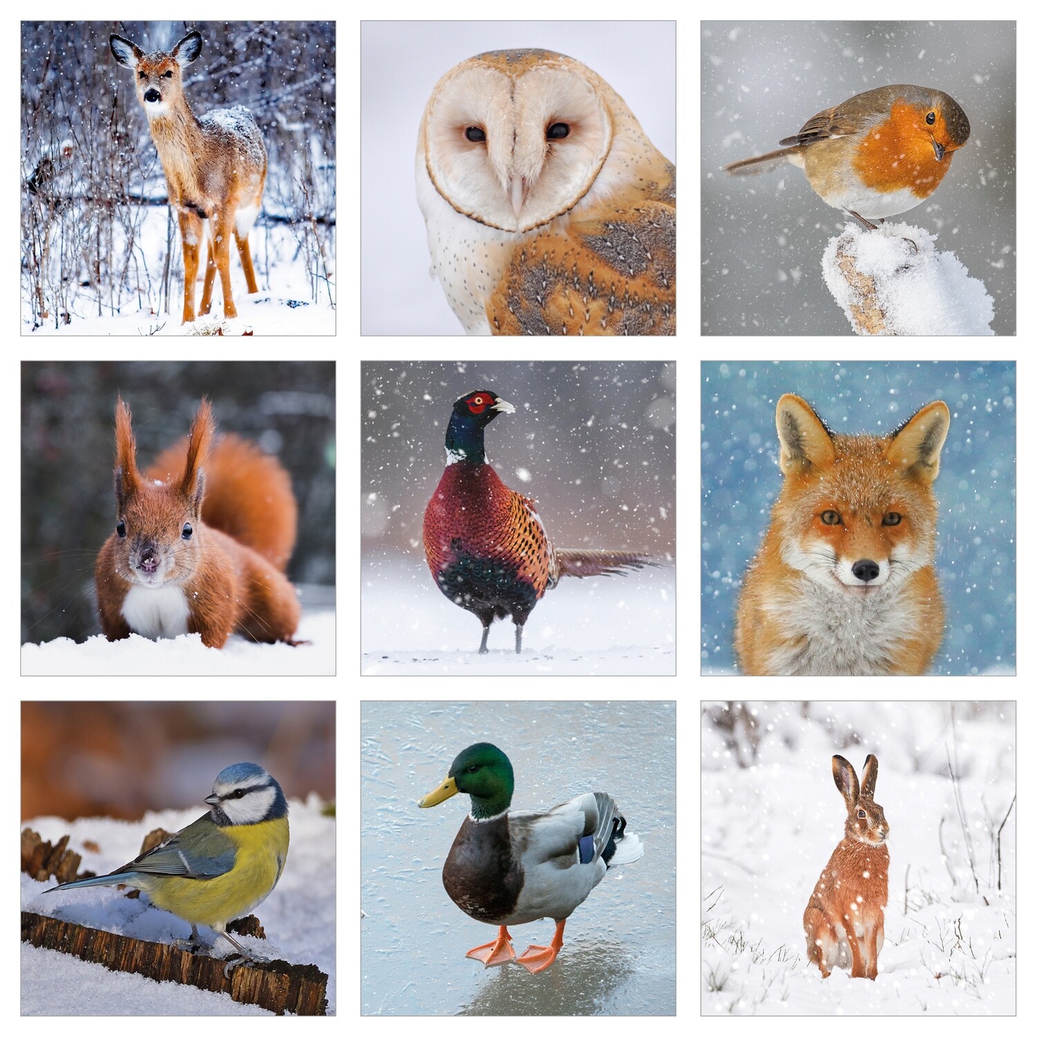 Wildlife Montage