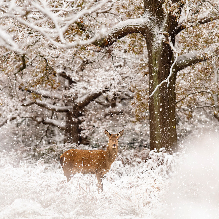 Fawn