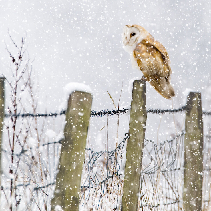 Owl Tidings