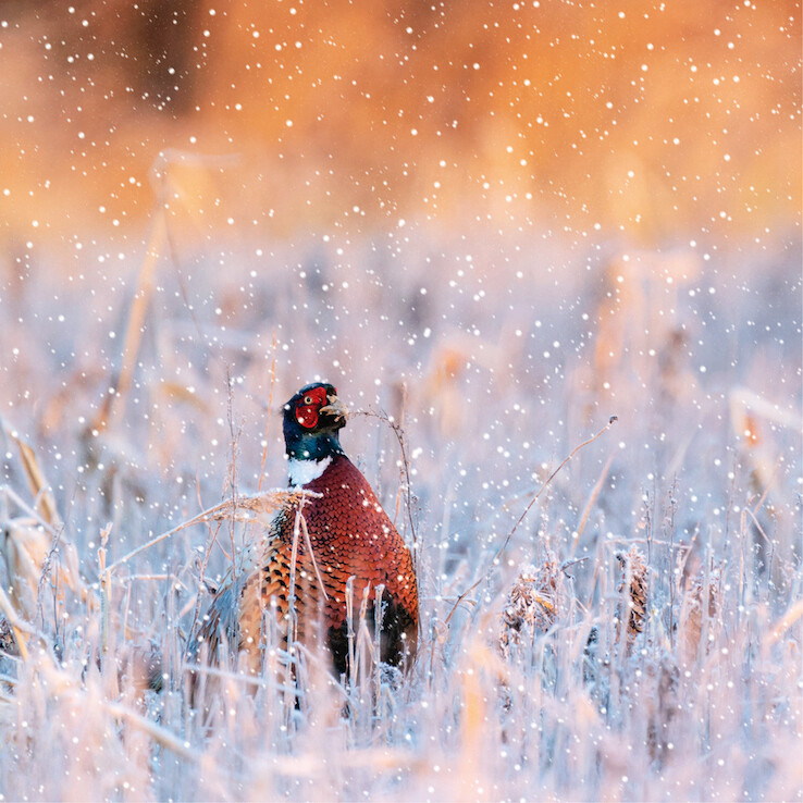 A Very Pheasant Morning