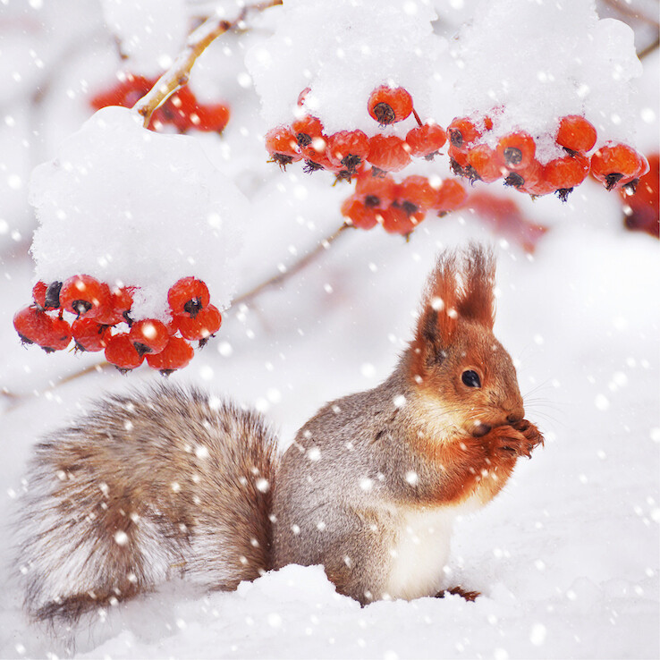 Berry Squirrel