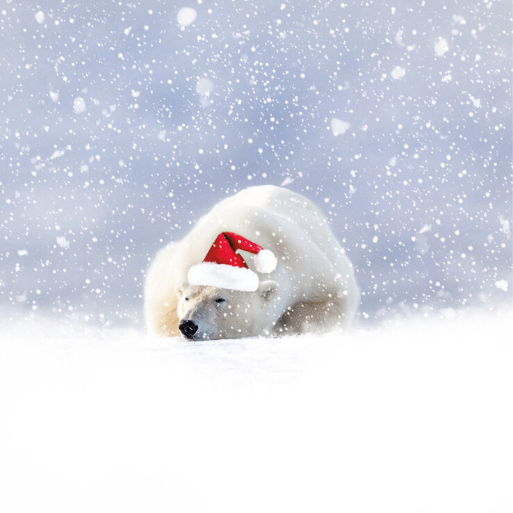 Polar Bear