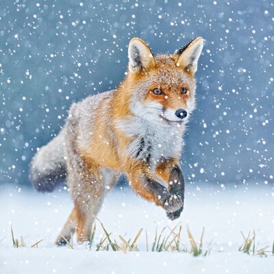 Animal Photography