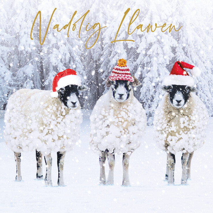 Three Sheep Nadolig Llawen