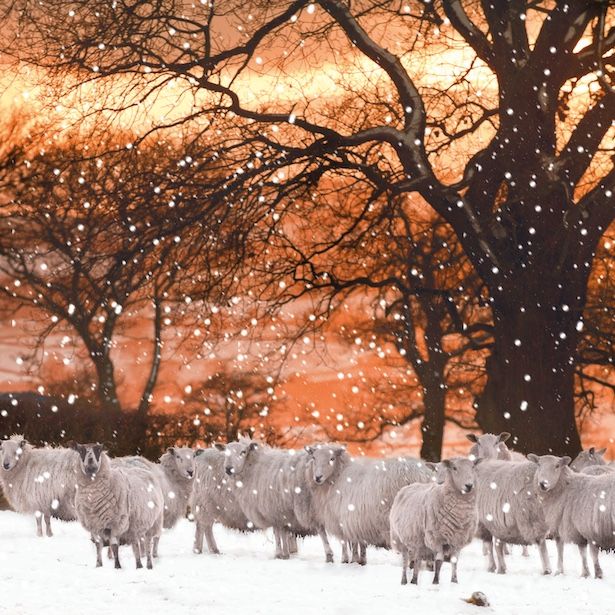 Sheep