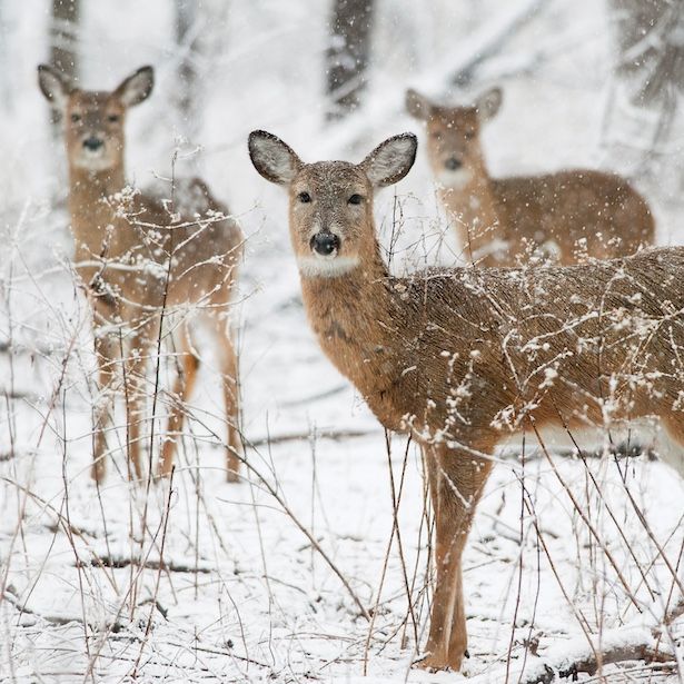 Deer