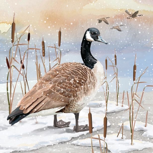 Geese Greetings