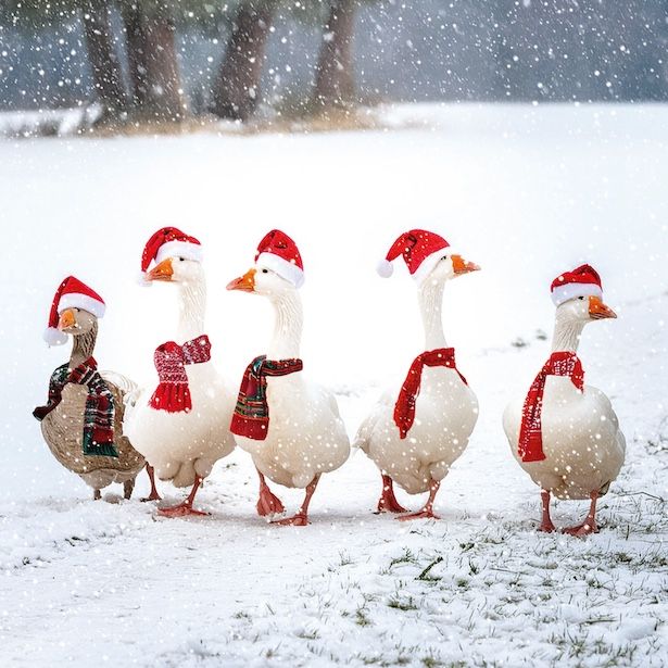 Geese Promenade