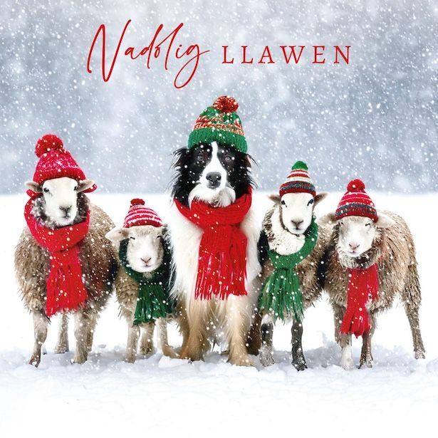 Nadolig Llawen Sheep