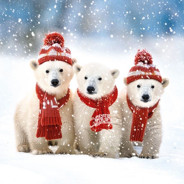 Polar Cubs