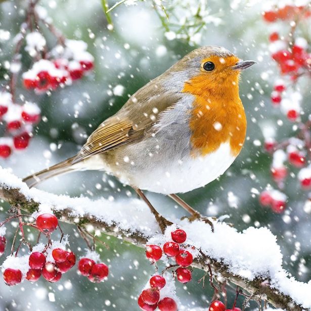 Berry Sparkle Robin