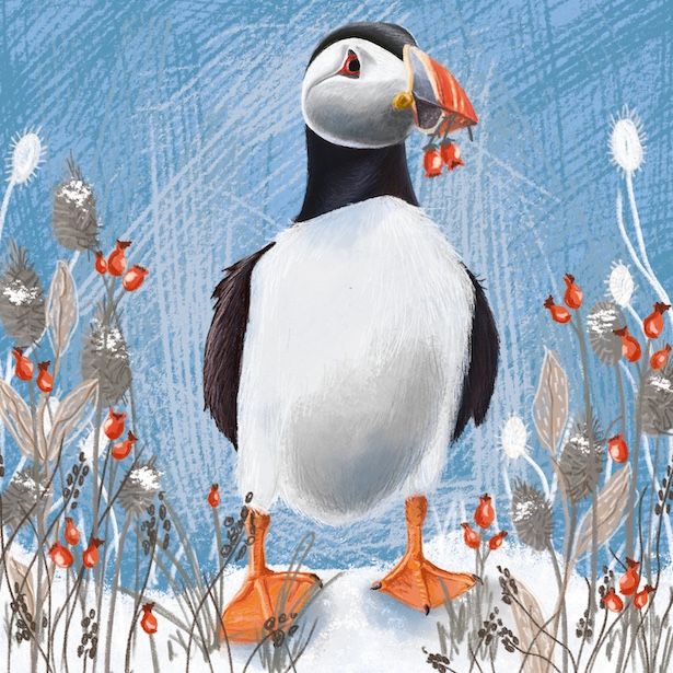 Puffin