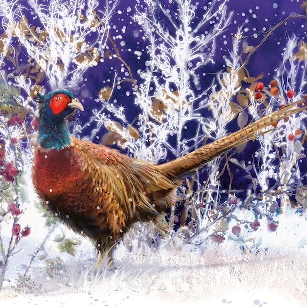 Frosty Pheasant