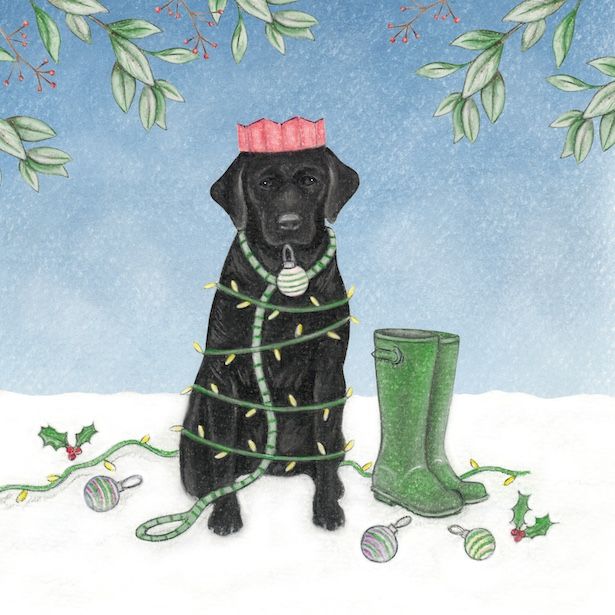 Labrador and Wellies