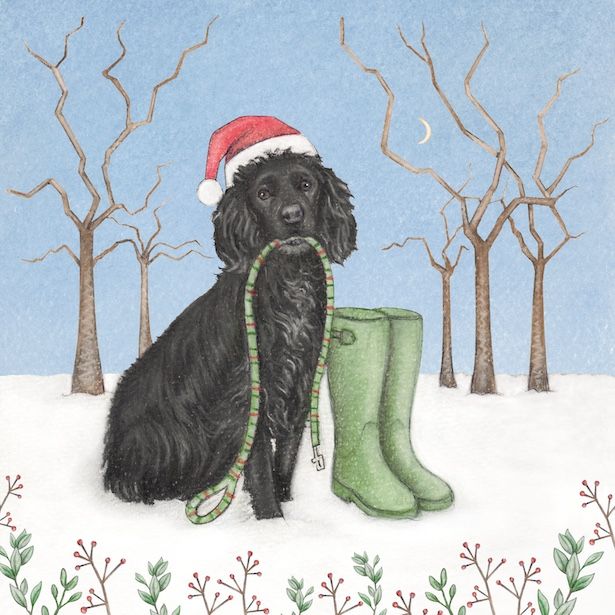 Cocker Spaniel