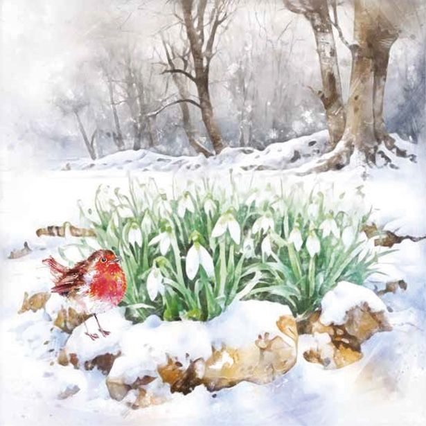 Snowdrop Robin