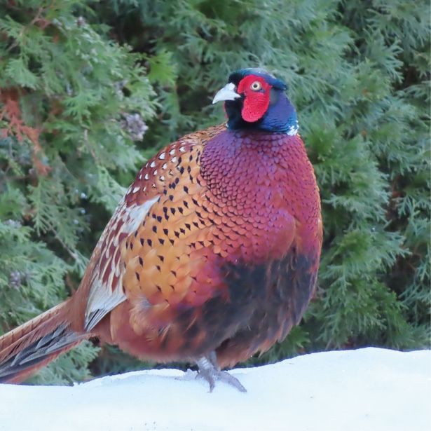 Pheasant