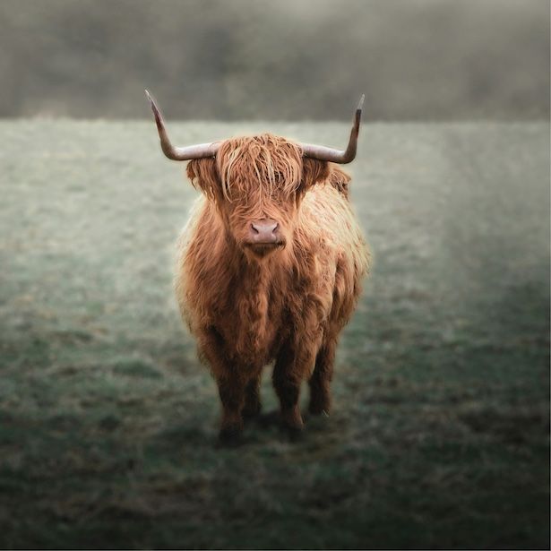 Highlands Cow
