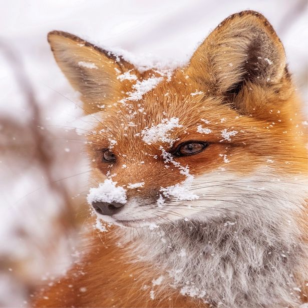 Snowy Fox