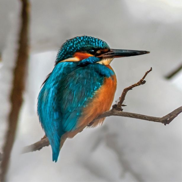 Winter Kingfisher