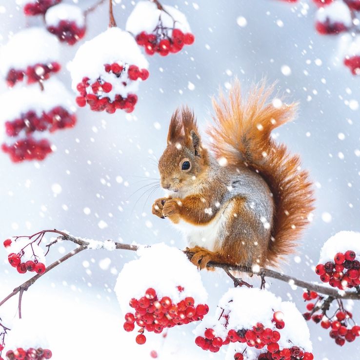 Squirrel and Berries