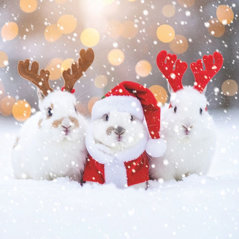 Rabbit Rabbit Rabbit