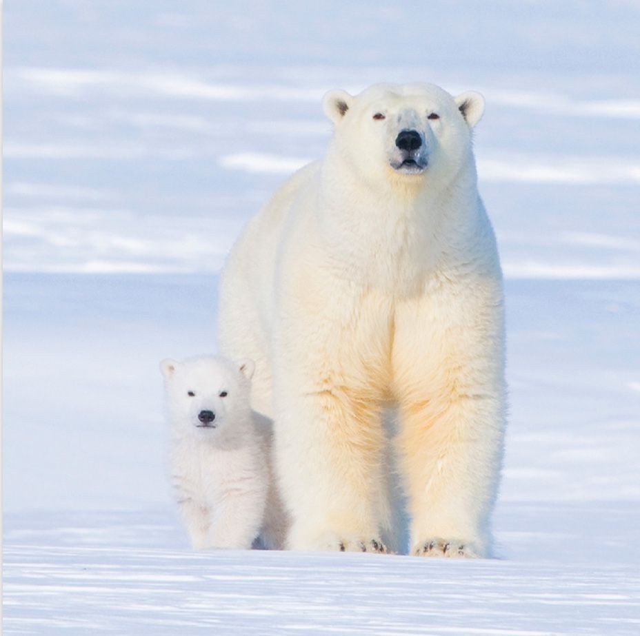 Polar Bears